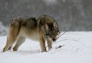 Grauwolf im Schnee von Juliane Meyer 1