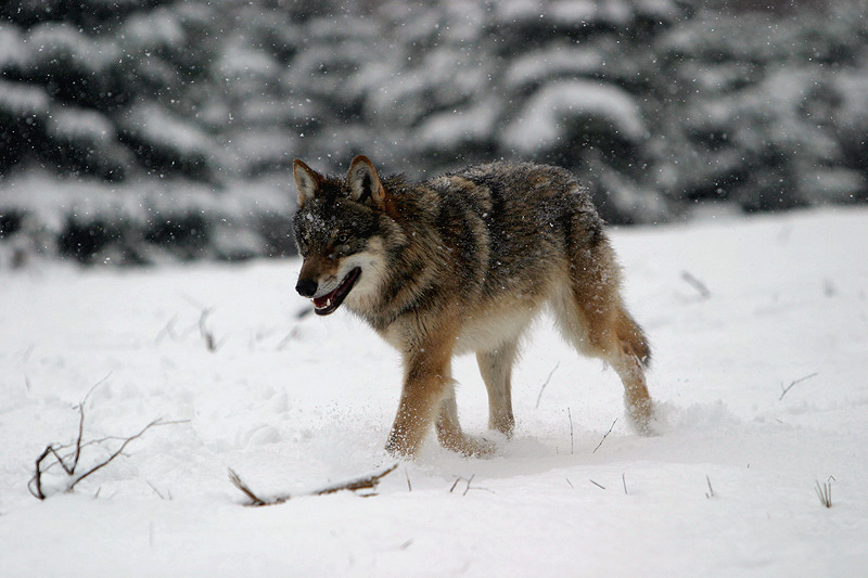 Grauwolf im Schneegestöber