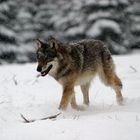 Grauwolf im Schneegestöber