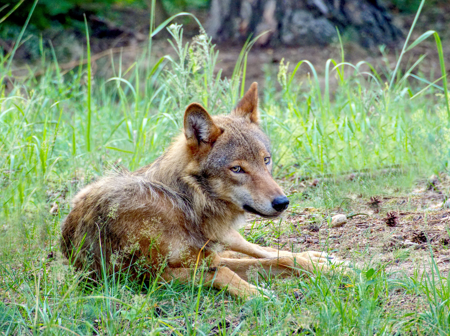 Grauwolf im Wald