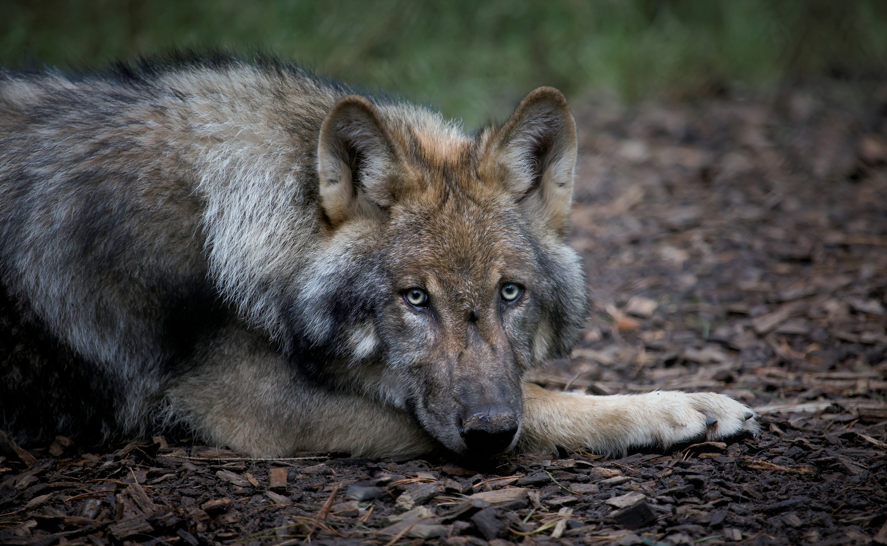 Grauwolf Kolja .....