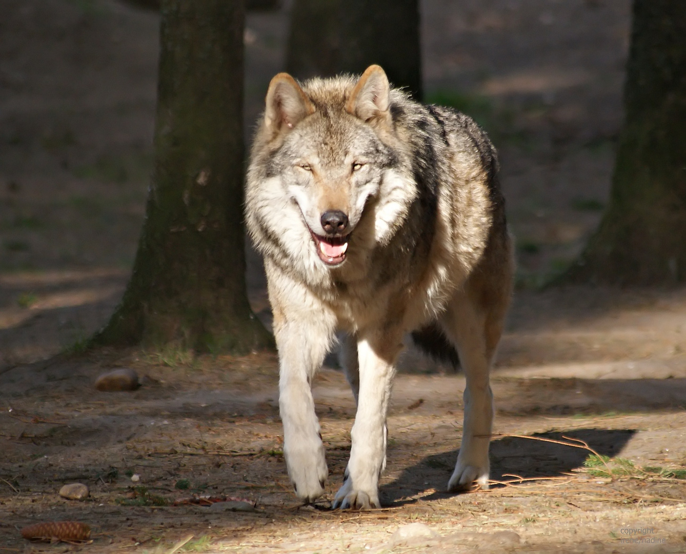 Grauwolf: Lächelnd im Herbstsonnenschein