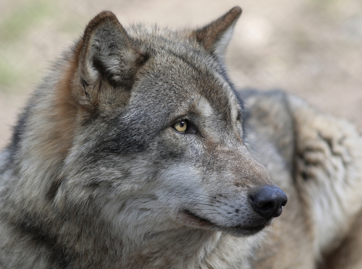 Grauwolf Portrait