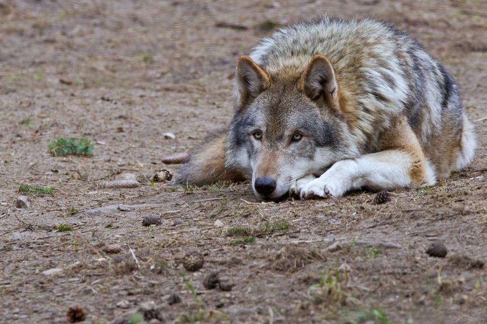 Grauwolf träumt vom Frühjahr...