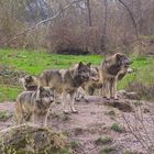 Grauwolfrudel Parc Animalier de St. Croix