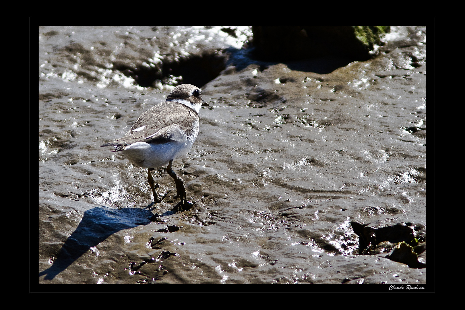 Gravelot à collier interrompu