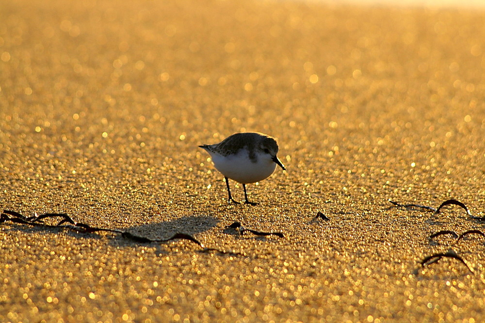 Gravelot à collier interrompu