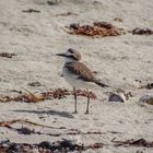 Gravelot à Collier Interrompu (Charadrius alexandrinus)