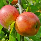 Gravensteiner Äpfel - Morgen will der Nachbar sie pflücken ...