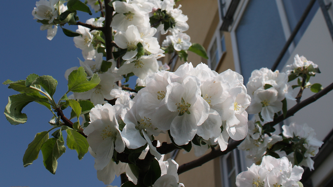 gravensteiner in der Blüte