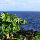 Graveyard; Banzai Cliff, Saipan