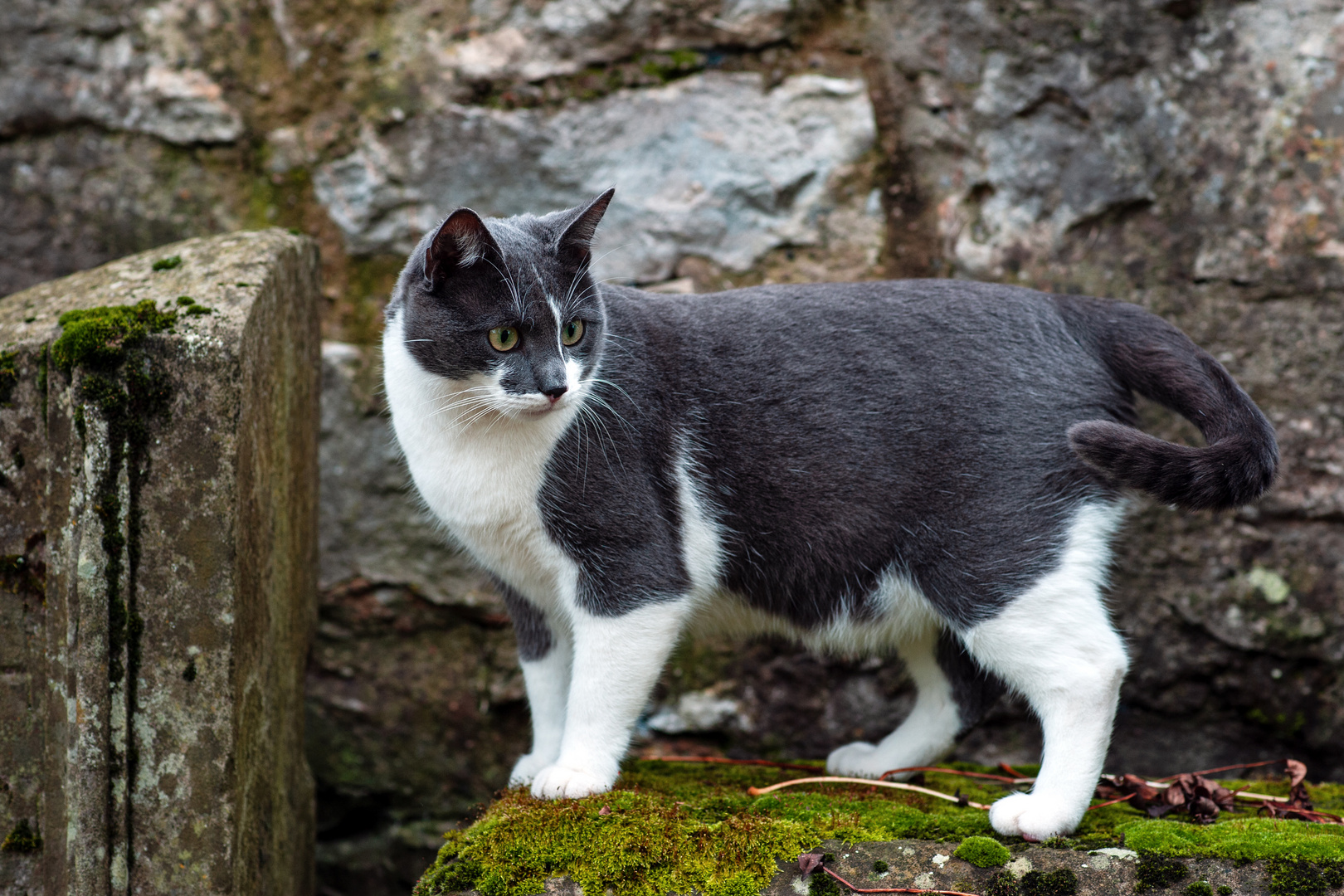 Graveyard cat