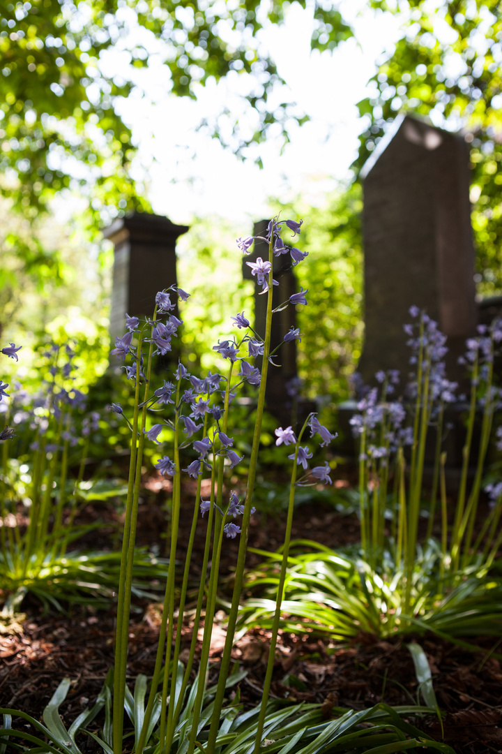 Graveyard in Bloom