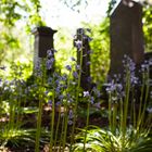 Graveyard in Bloom