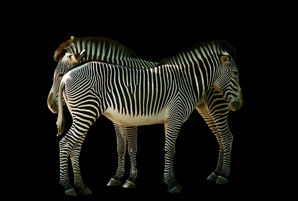 Gravy Zebras im Zoo Augsburg - künstlerisch bearbeitet