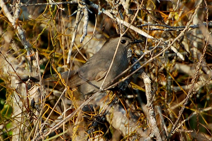 Gray Catbird (Dumetella carolinensis) ...