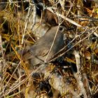 Gray Catbird (Dumetella carolinensis) ...