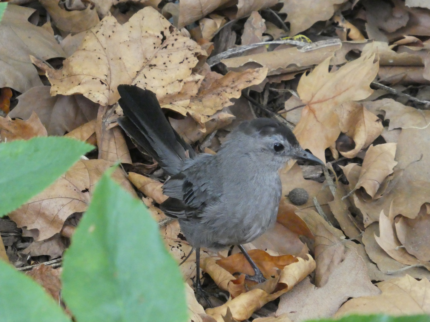 Gray Catbird  -  Katzenspottdrossel