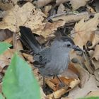 Gray Catbird  -  Katzenspottdrossel