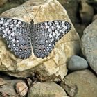 Gray Cracker,  Moyobamba Peru