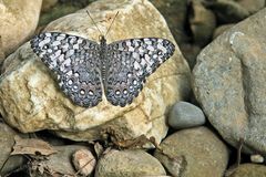 Gray Cracker,  Moyobamba Peru