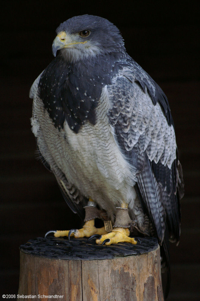 Gray Eagle