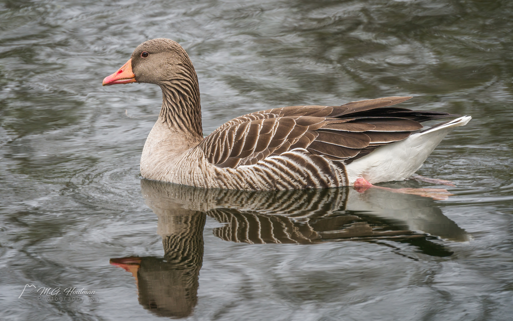 Gray Goose - Anser anser