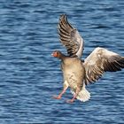 Gray goose just before touching down