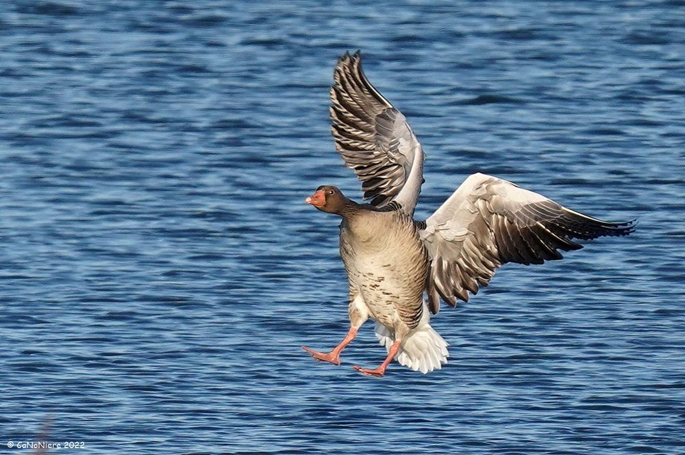 Gray goose just before touching down