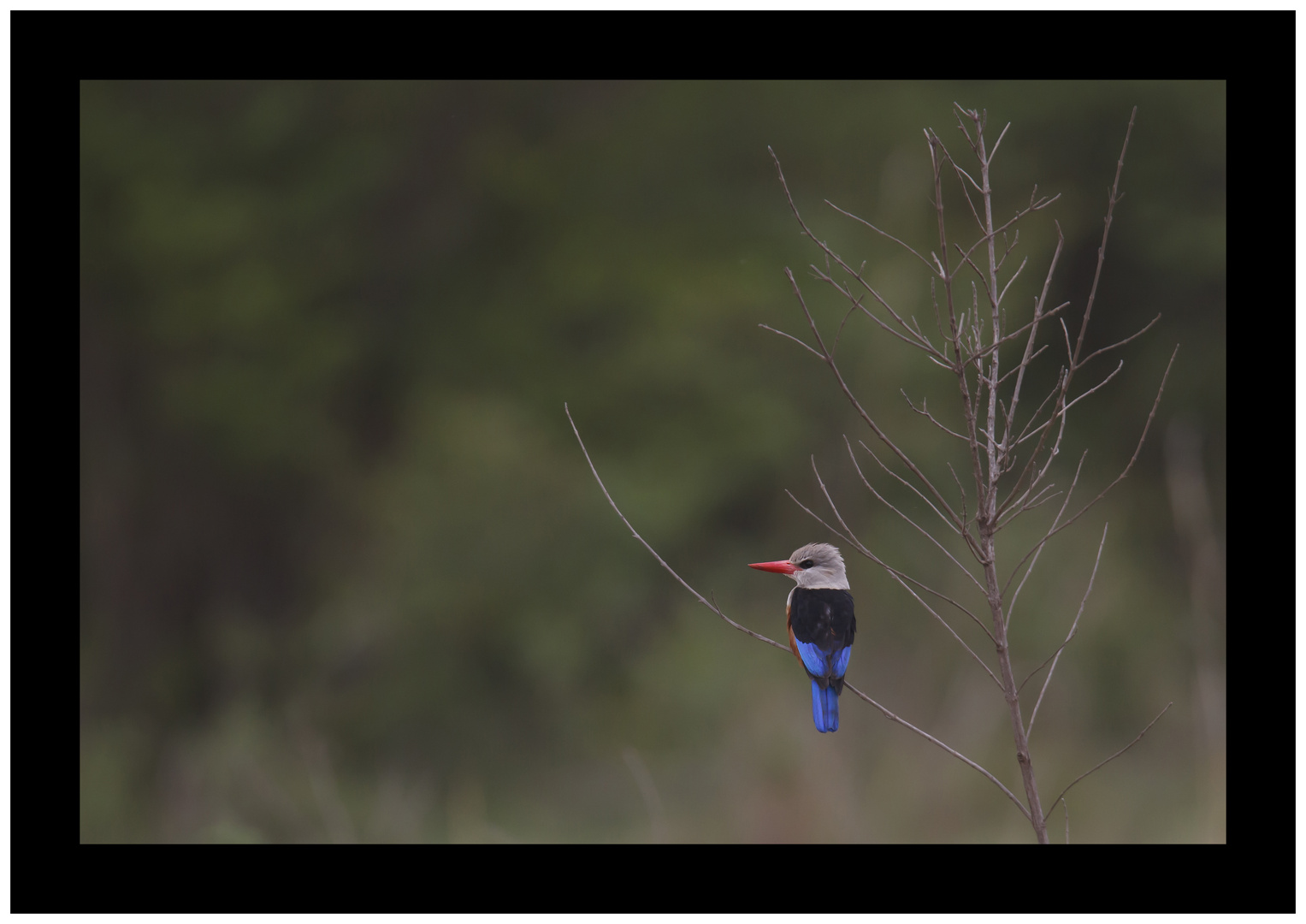 " Gray-headed Kingfisher (Graukopfliest) "