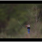 " Gray-headed Kingfisher (Graukopfliest) "