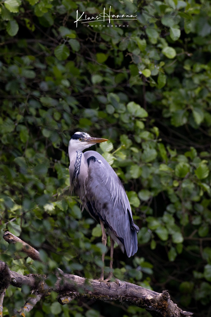 Gray heron