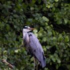 Gray heron