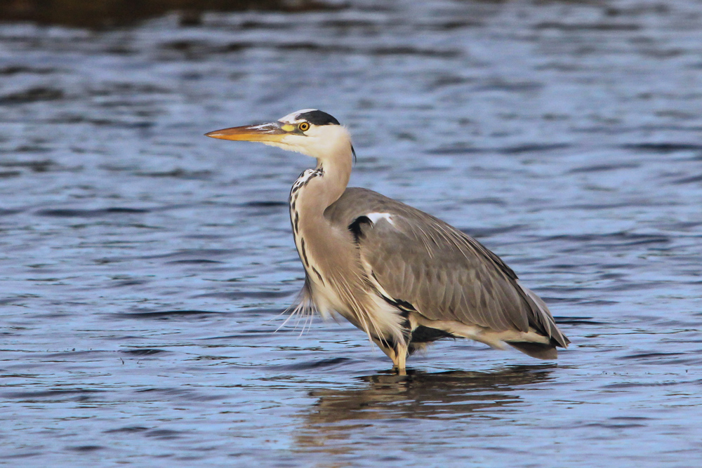 Gray Heron