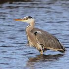 Gray Heron