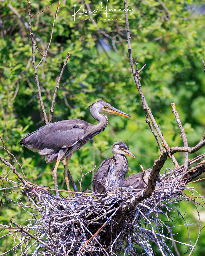 Gray heron