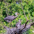 Gray heron