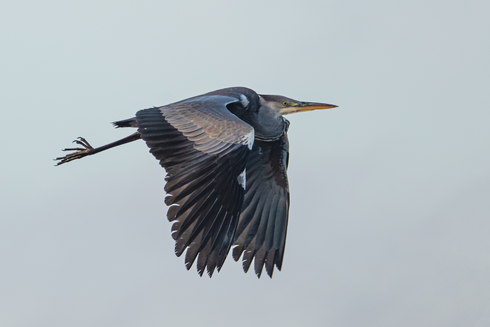 gray heron