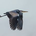 gray heron