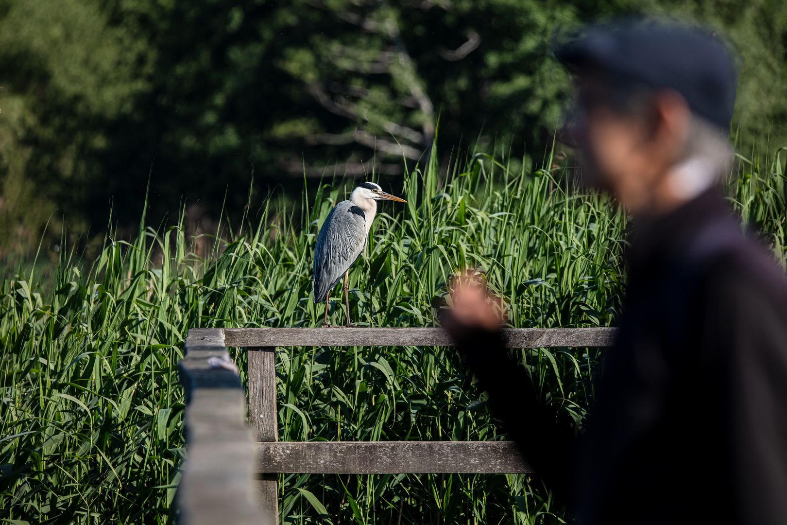 Gray Heron and Man