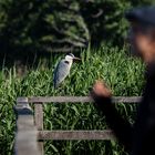 Gray Heron and Man