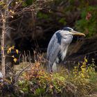 Gray Heron (Ardea cinerea)