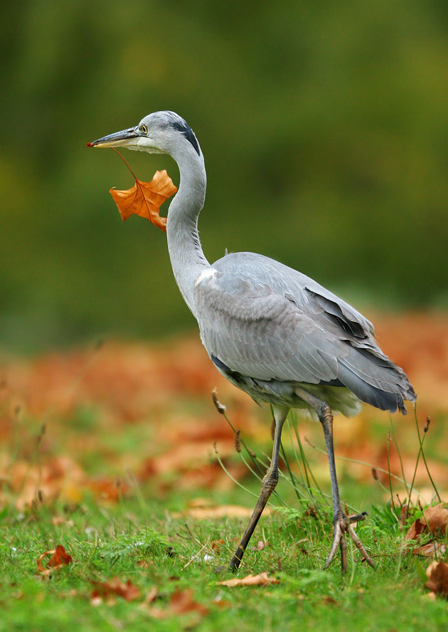 Gray Heron - Autumn colours