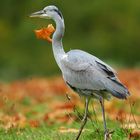 Gray Heron - Autumn colours