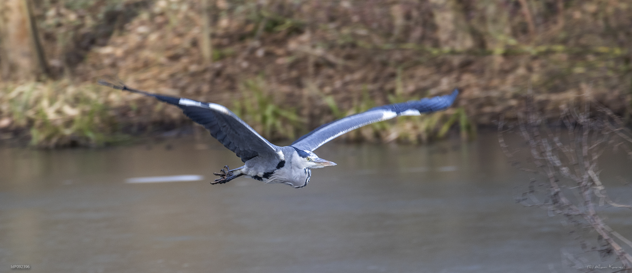 gray heron 