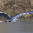 gray heron 