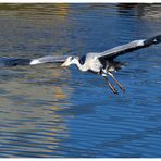 Gray Heron