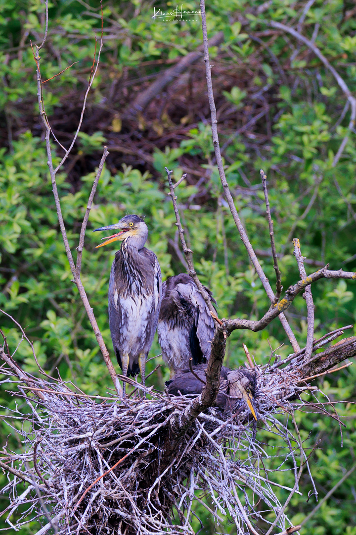 Gray heron