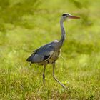 Gray Heron