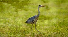 Gray Heron